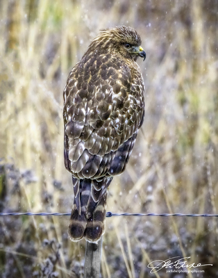 Red-shouldered Hawk On A Rainy Day